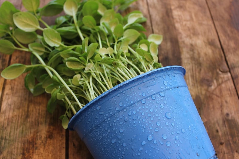 Container gardening