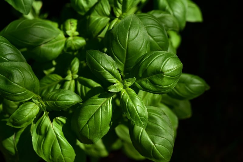 Herb garden