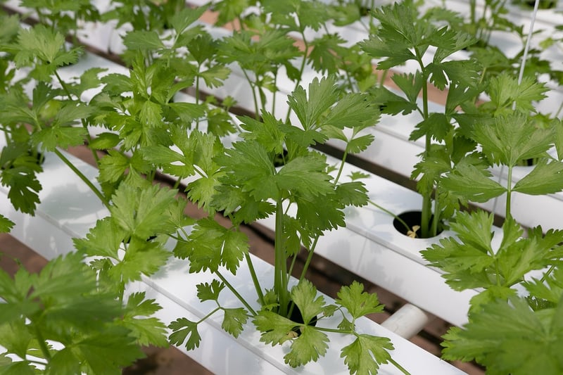 Vertical hydroponics