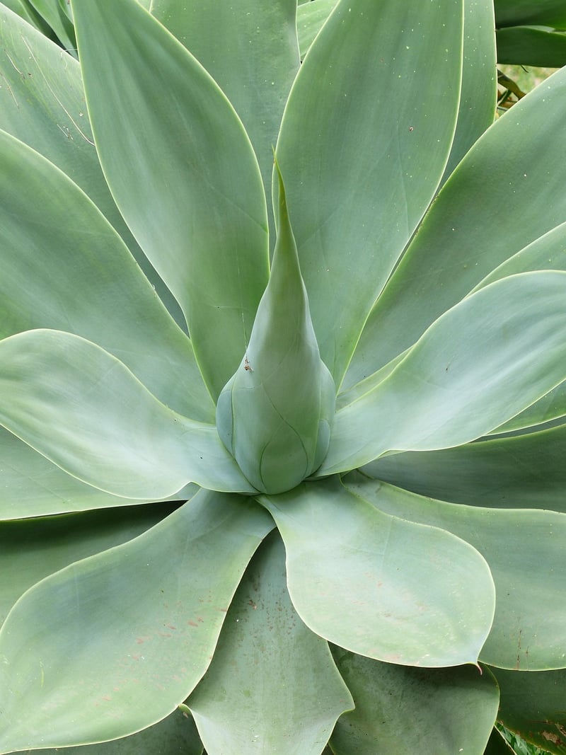 Agave