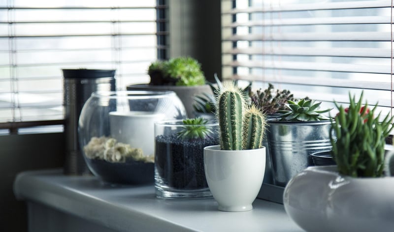 Indoor plants
