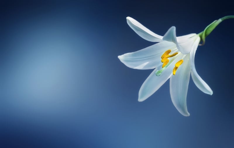 Peace Lily
