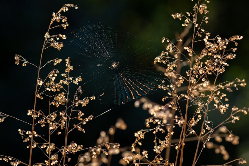 Spider Plant