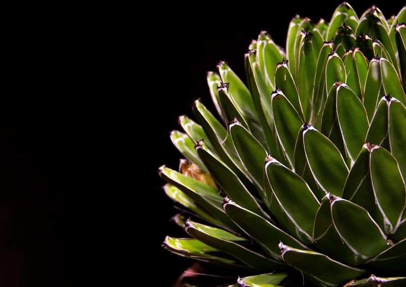 Succulent
